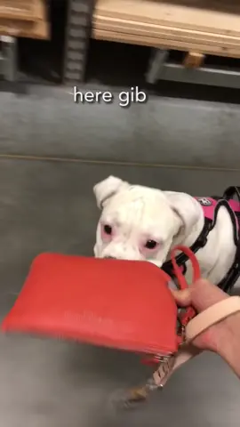 Bling security 🐶 #cute #funnydogs #doggo #boxer #PetsOfTikTok #funny #dog #puppy #funnydog
