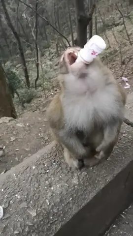 Another monkey who can drink yogurt#monkeybby5 #monkeyboy