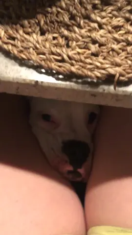 GIB ME DA MACARONIS #PetsOfTikTok #boxer #cute #funnydog #puppy #doggo #cutedogs #pup
