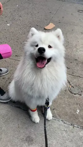pride pupper biffies🌈🌈🌈