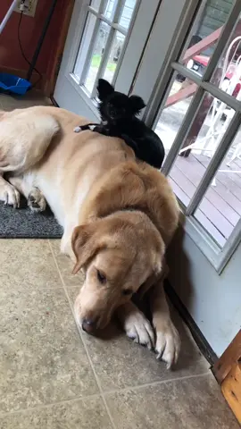 Who loves us ⁉️❤️#featureme #feature #foryoupage #foryou #dogs #pets #tiktok