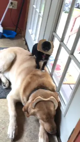 Puddin And Dozer Bread 😂❤️#featureme #tiktokspotted #foryou #dogs #pets #tiktok #foryoupage