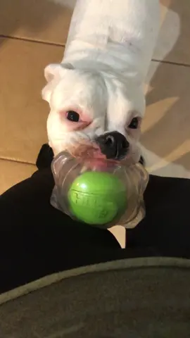I gots shark teefs #PetsOfTikTok #boxer #funnydog #doggo #cute #puppy #play