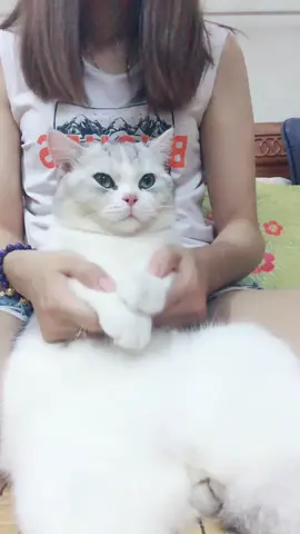 Trào lưu nào e cũng đú theo luôn :)) #sam #thucung #catlover