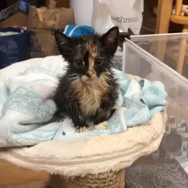 So sad today.  Bath time is terrible. #fosterkitten #kitten #sadkitten