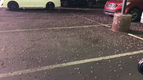 Locusts swarmed Tuscany Casino parking lot July 25, 2019 #locust  #grasshoppers #lasvegas