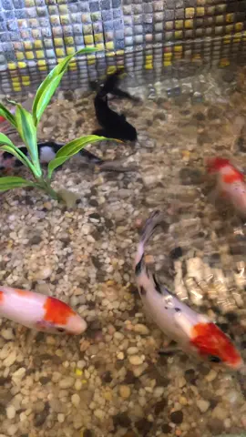 #foryou #fish