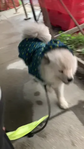 rainy day blues😌 #dog #puppy #samoyed #OOTD #doglove
