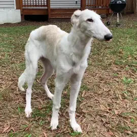#throwback to Eris the #borzoi when she was a noodle! #weirdpets #ilovemydog #puppydog