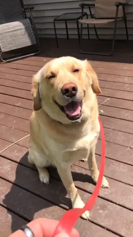 Walk time with dozer 🥺❤️#foryou #foryoupage #featureme #feature #tiktok #pets #dogs