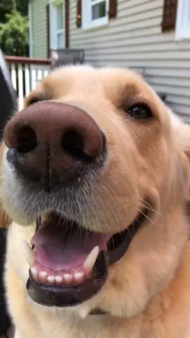 Dozers smile gets me every time 😂❤️#foryou #featureme #feature #pets #dogs #foryoupage #tiktok