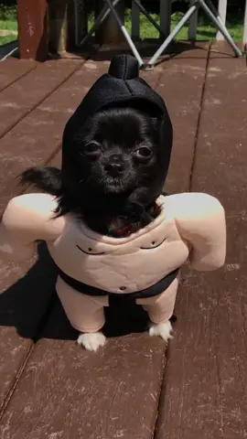 SUMO PUDDIN 😂❤️#foryou #featureme #foryoupage #feature #pets #dogs #tiktok