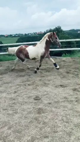 There she goes looking like a star 🌟 #horse #pepita #loveher #forever #kleinerkracher #dressurpferd