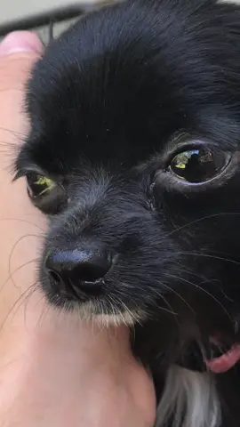Caught Puddin with my coffee ☕️😨#foryou #foryoupage #featureme #feature #tiktok #pets #dogs