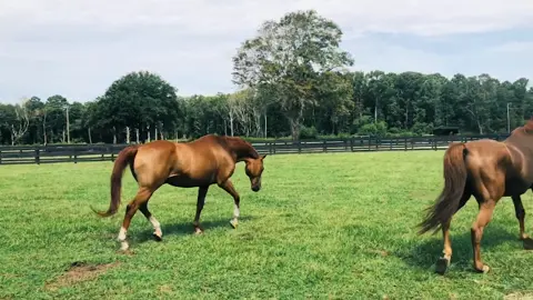 Secretariat ? Is that youuuu?? 😂🐴#thoroughbred #secretariat #famous #vsco #horsegirl