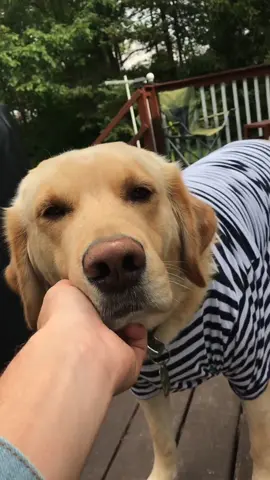 Eboy Dozer 😂❤️#foryoupage #foryou #featureme #feature #dogs #tiktok #pets #eboy