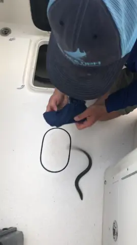 Eels can be very challenging to grab with your hands! 😆 #mytype #summertrip #sea #creature