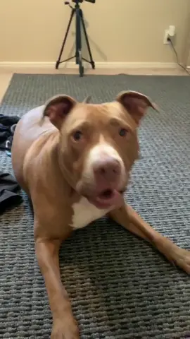 She’s so stubborn sometimes! #pennythepitbull #foryoupage #talkinganimals
