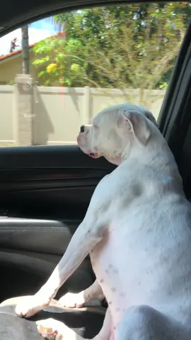 When your passenger is being boring #funnydogs #cute #boxer #funny #sillydogs #mydog #dog