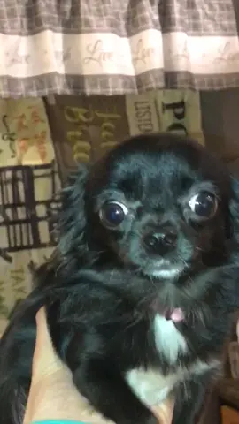 IM HOME 😁❤️#tiktok #foyou #foryourpage #feature #featureme #pets #dogs