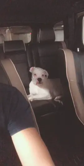 She doesn’t appreciate my raw talent   #funnydogs #funny #boxer #cute #dog #chandelier