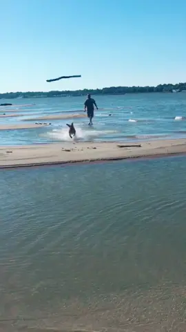 #stoeger enjoying the water #labrador #duckdog #furbaby #imadeit