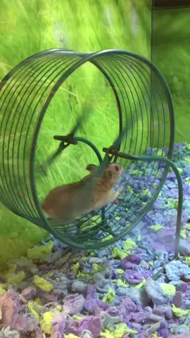 #funny #hamster #whatashame #vmaunlocked #foryoupage #lol #spinning #wheel I died laughing🤣