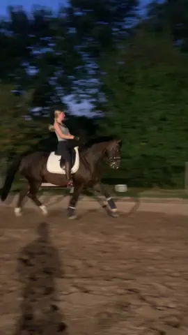 So ein tolles Pferd 🦄💕 gibt es eine Pferderasse die ihr nicht mögt ? 🤔 #fy #foryou #equestrian