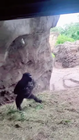 #foryoupage #foryou #fyp #gorillas #calmdown #fight #animals