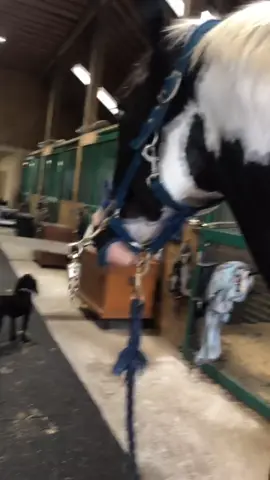 Um.... #houston #zee #painthorse #quarterhorse #foryou