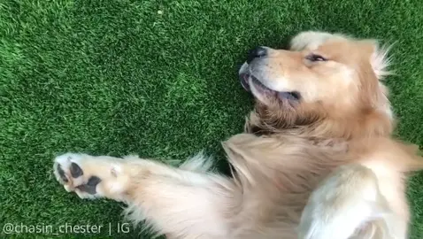 This labor free weekend only applies to one of us (go on, peasant) 😌🐾 #dogsoftiktok #fyp #relaxing