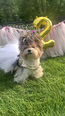 It’s my 2nd birthday today! #dogsoftiktok #itsmybirthday #goldenbirthday #petthoughts #fyp