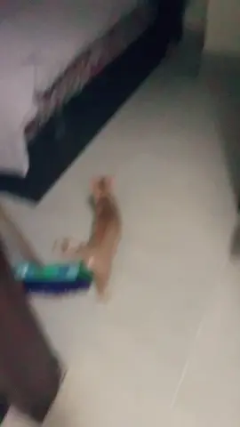 تاج  لصحبك الي بيخاف من القطط 😂😂✋🏼#قطط