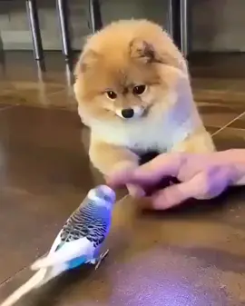 Pomeranian Boo #beniönecikar #köpek
