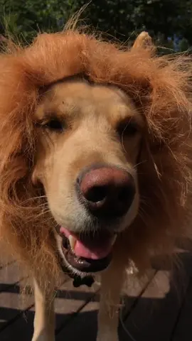 LION DOZER 😂❤️ #feature #featureme #foyou #foryoupage #tiktok #pets #dogs #tiktok