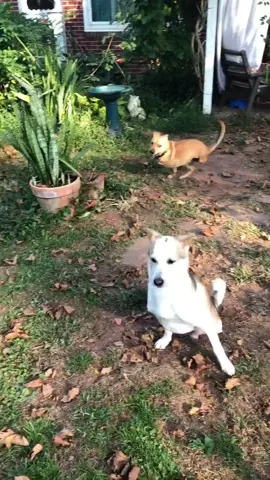 Two-legged dogs #coincidance #2leggeddog #nolimits #beyou #amazingdog #dogsoftiktok #awesome