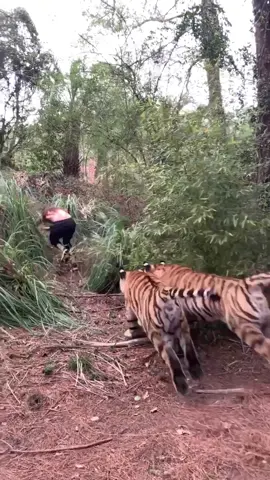 I can’t believe I got away! 😎🐯 #makeitawesome #tiger #savethetigers #safari