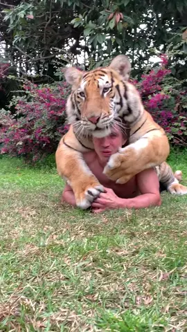 What would you do if a big tiger hugged you? 😅🐯 #itsalllove #makeitawesome #tiger #savethetigers