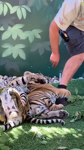 #australia#tiger cuvs