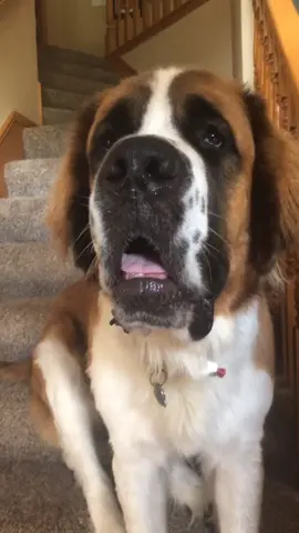 #dogsoftiktok #fouryoupage #fyp