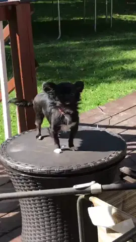 PUDDIN 😳😂 #tiktok #foryoupage #foyou #feature #featureme #pets #dogs #thatsrelatable