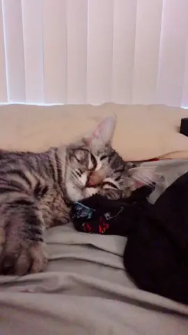 ♥️😻 #kitten #catsoftiktok #fyp