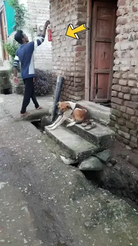 #dogchallenge @,@mayurkadupatil89 @user6dkraefuld @zubairzaibu