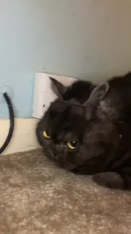 She is SO happy #catsoftiktok
