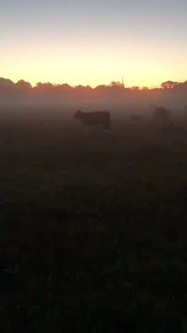 Good morning MOOs ❤️🐮#farmlife #foryou #cows #fyp #cattlefarm