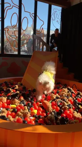 I had the BEST DOG DAY EVERRRR at @thedodo event🎃👻 paws up for the spooky ball pit! #dog #puppy #eyeslipsface