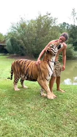 Jungle by @kristaangelucci OUT NOW! Check out the official music video ✌🏽🐯 Use this sound and tag me❗️#myrtlebeachsafari #walkitback #savethetigers