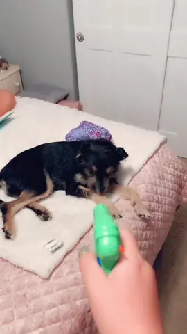 #dog