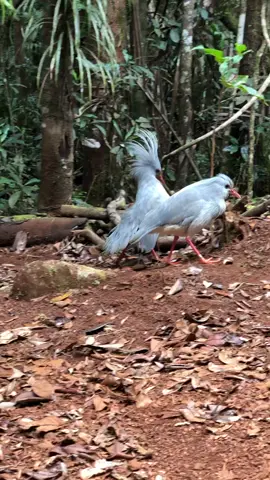 #cagou #bird is native for #newcaledonia they are endangered species and are (hopefully) well protected. Look at these two courting! Aren’t they cute?