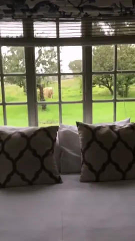 This holiday home is surrounded by over 70 lions😱 would you stay here? 🤔 #travel #lions #crazy FB/GG Conservation Glen Garriff
